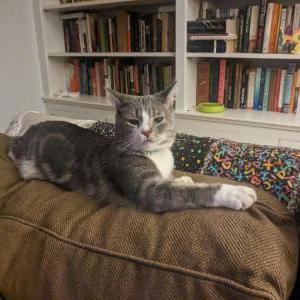 Lost Cat Squirt