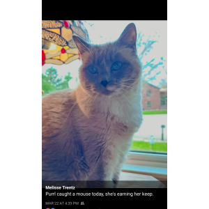 Lost Cat Purrl