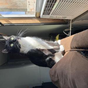 Lost Cat Bastet