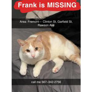 Lost Cat Frank