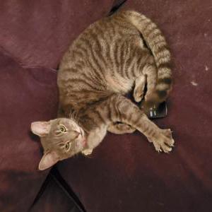 Lost Cat Priscilla