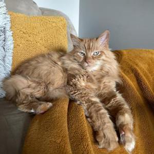 Lost Cat Tatum