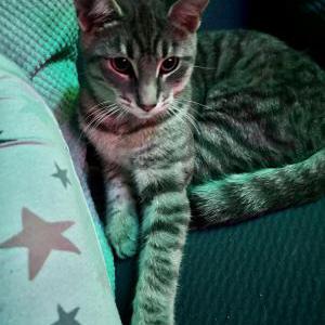 Lost Cat Turbo
