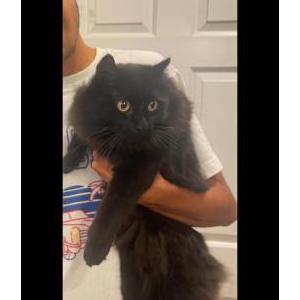Lost Cat Marley