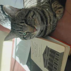Lost Cat Miracle