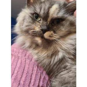 Lost Cat Edna