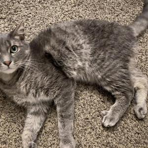 Lost Cat King Julian: Babycat