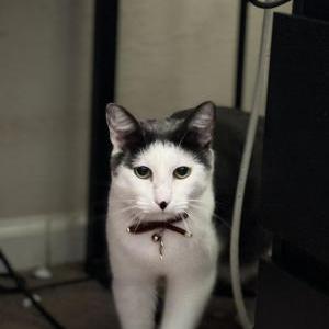 Lost Cat Cloud