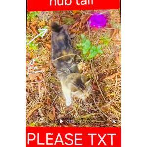 Lost Cat Butters