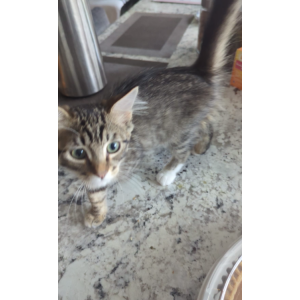 Image of Simba, Lost Cat