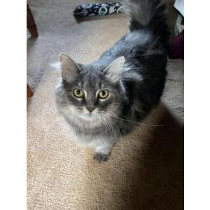 Lost Cat Xena