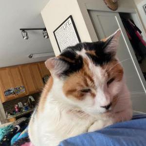 Lost Cat Anne