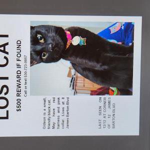 Image of Gideon, Lost Cat