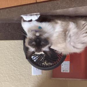 Lost Cat Simon