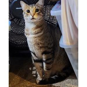 Image of Gus, Lost Cat