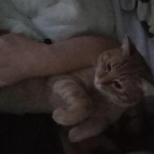 Lost Cat Buddy