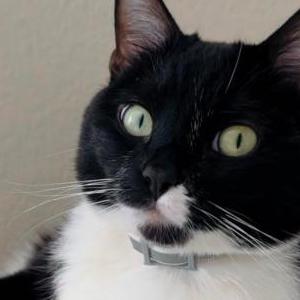 Lost Cat Shani