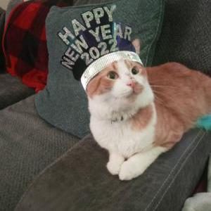 Lost Cat Houdini