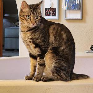 Lost Cat Fynn
