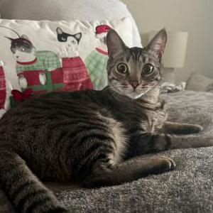 Lost Cat Blaidd