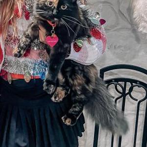 Lost Cat Hope