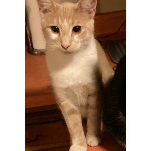 Lost Cat Dingo, or Ding