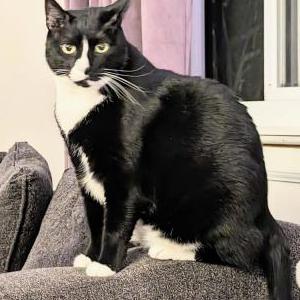 Lost Cat Oscar