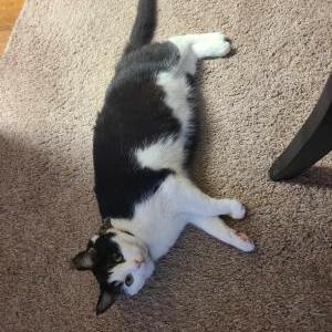 Lost Cat Onyx