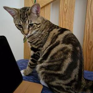 Lost Cat Sebastian