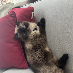 Lost Cat Coco