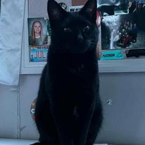 Lost Cat Midnight (Keeko)