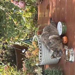 Found Cat Unknown