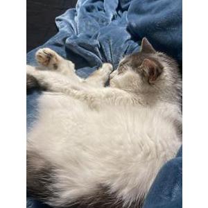 Found Cat Unknown