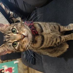 Lost Cat Kitty