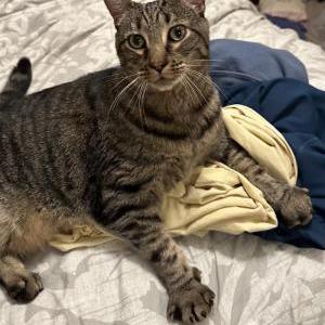Found Cat Unknown