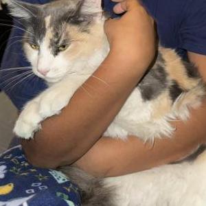 Lost Cat Peach