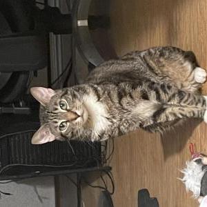 Lost Cat Maxie