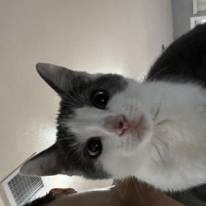 Lost Cat Josie