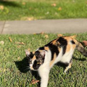 Lost Cat Biscuits