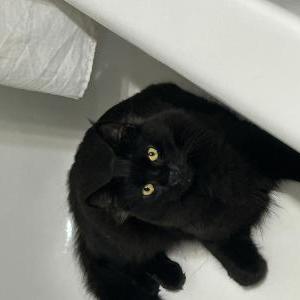Lost Cat Salem