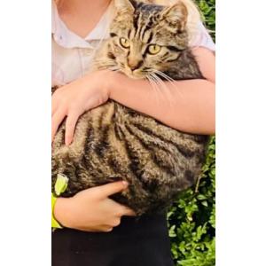 Lost Cat Little Bean
