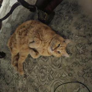 Found Cat Unsure