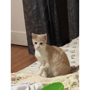 Lost Cat Nala