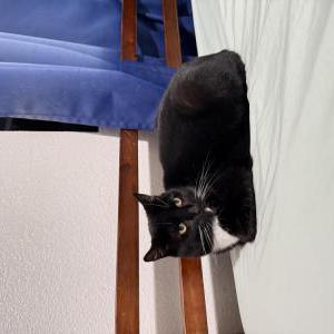 Lost Cat Luna