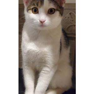 Image of Lulu, Lost Cat