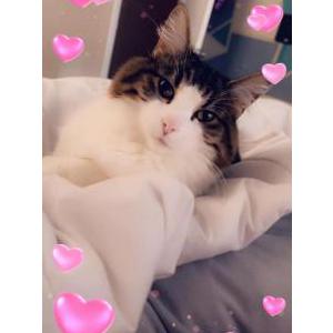 Lost Cat Duchess