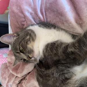 Image of Beavie, Lost Cat