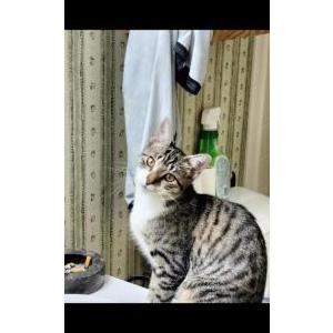 Lost Cat Turbo
