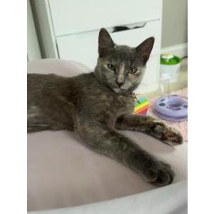Lost Cat Thorn