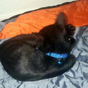 Lost Cat Sardine